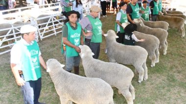 Feiras de verão reforçam momento de retomada e investimento da ovinocultura gaúcha