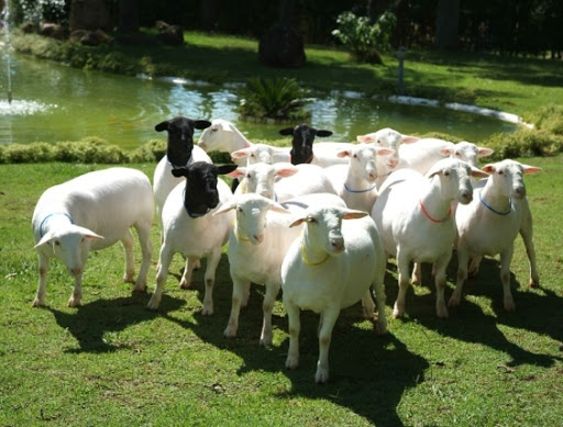 Aprenda como lidar com a verminose em ovinos