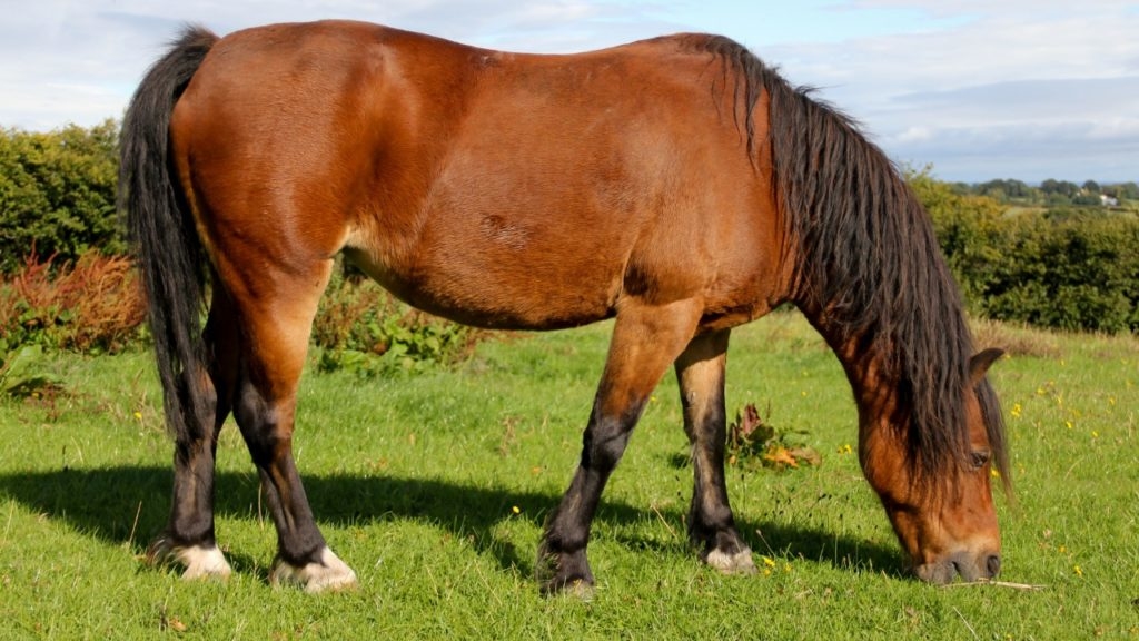 cavalo obeso