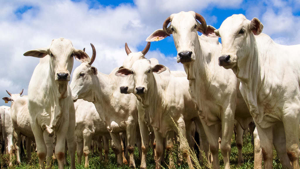 controle biologico na pecuaria