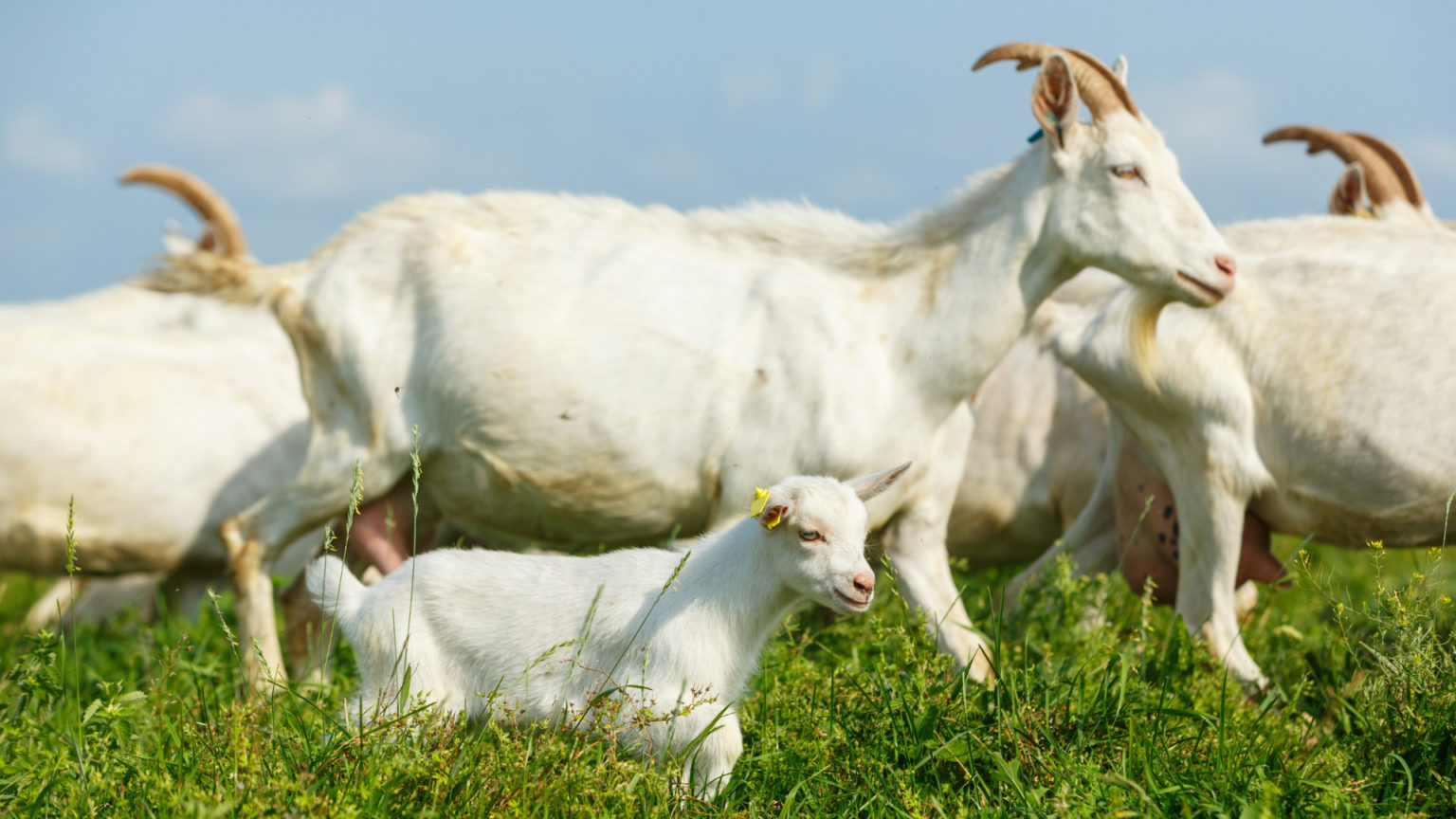 Manejo alimentar dos caprinos – MAB - Mundo Agro Brasil