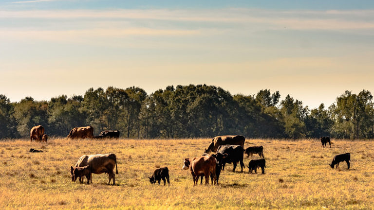 Alternativas de insumos viáveis para suplementação a pasto no período de seca
