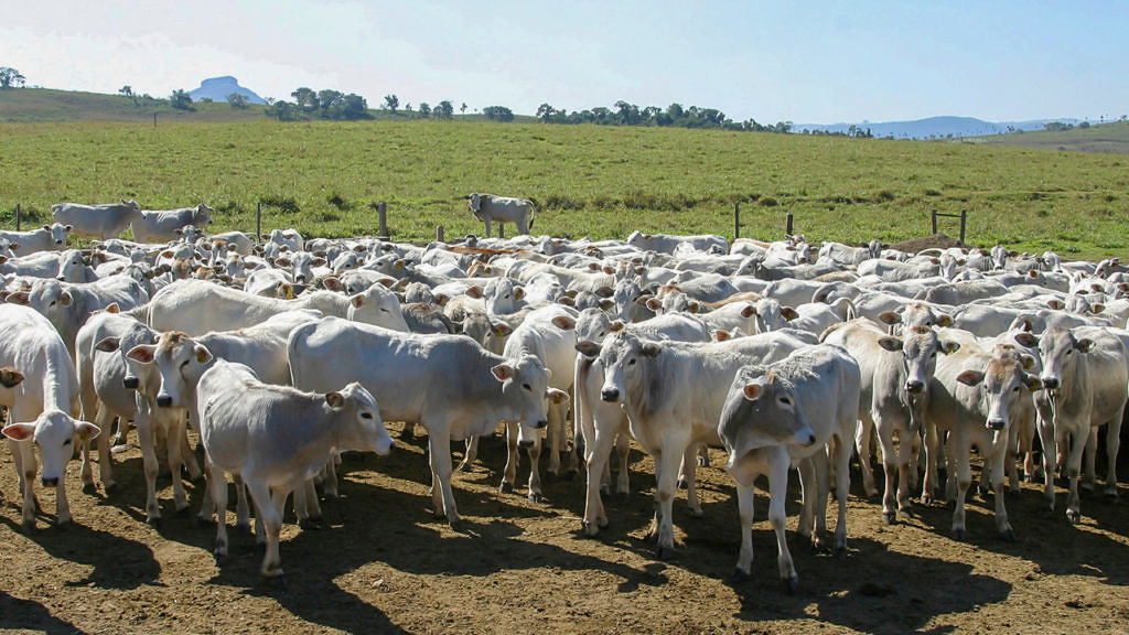 investimento certo lucro garantido