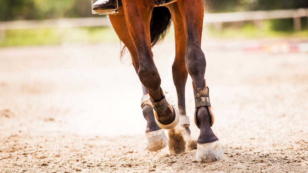 no foot no horse