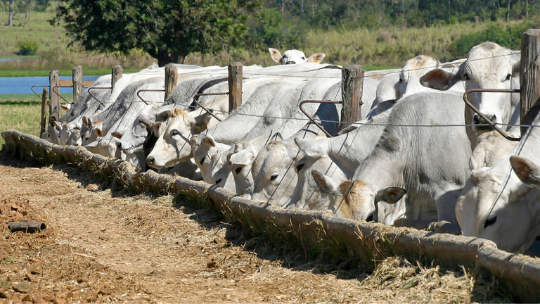 Suplementação com fosfato bicálcico é imprescindível para a nutrição e o bom desempenho zootécnico de ruminantes