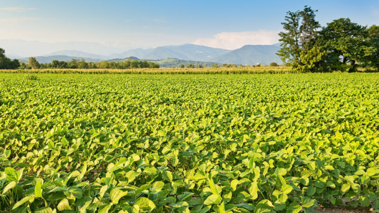 13º Desafio Nacional de Máxima Produtividade de Soja