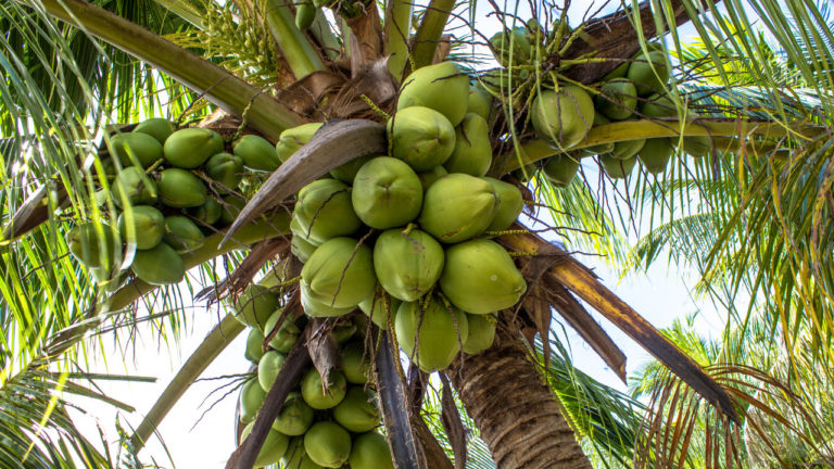 Assistência técnica impulsiona produtores de coco no Ceará