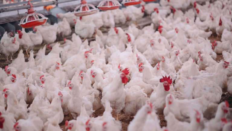 Como o manejo pode influenciar na fertilidade dos machos na fase de produção