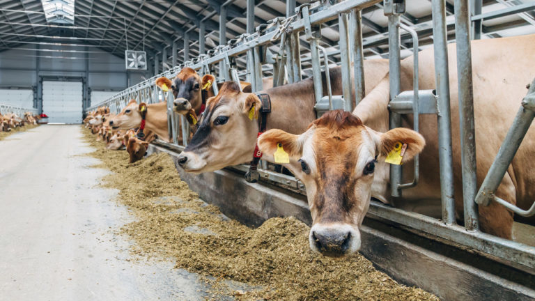 Custos de produção da pecuária de leite sobem 2,89%