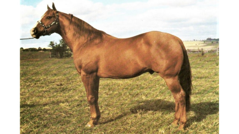 Dan’s Boy Skippy, um dos grandes destaques trazidos pela SKR