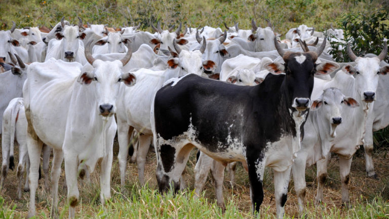 Em perspectiva a nova lei para monitoramento de gado