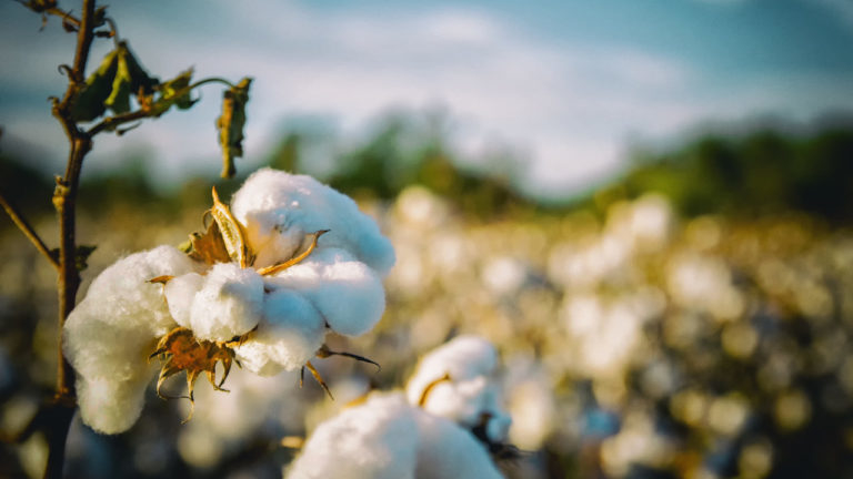 Exportações de algodão do Brasil disparam