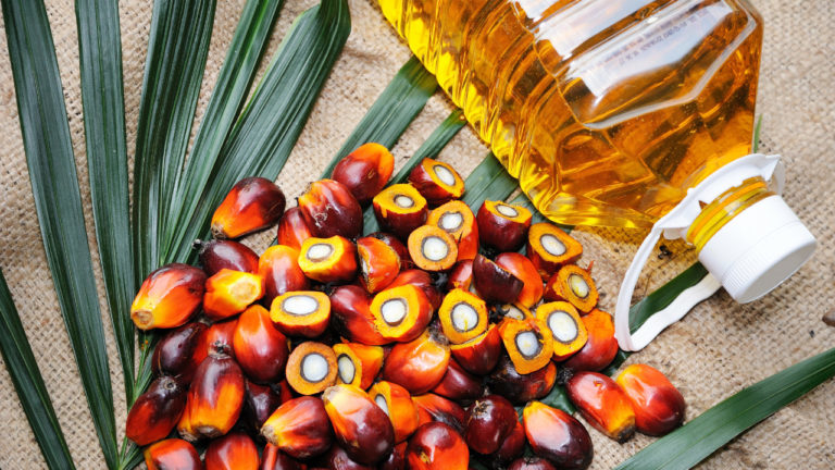 Norte-americana Cargill constrói refinaria de óleo de palma na Indonésia