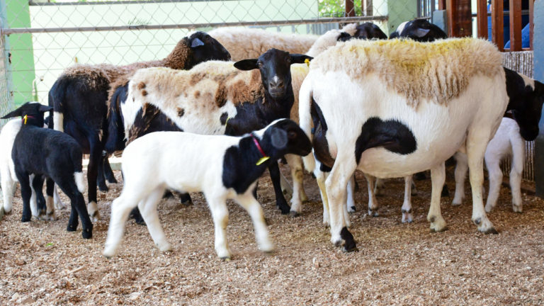 Nutrição durante a puberdade influi na reprodução de ovelha