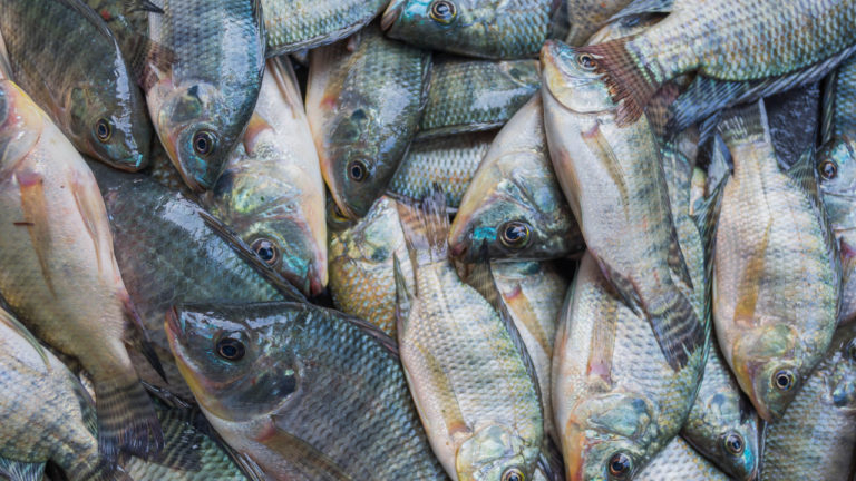 Protocolo de abate humanitário de peixes