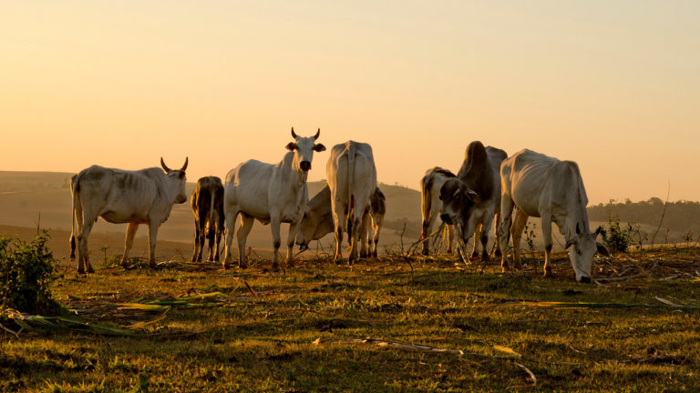 Suplementação adequada no período de seca é capaz de garantir a rentabilidade da produção pecuária