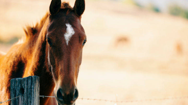 Carrapatos em equinos danos à saúde dos animais e prejuízo ao produtor rural