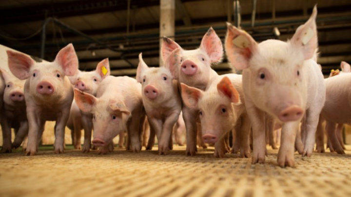 China flexibiliza regulamentações ambientais para pequenas fazendas de suínos
