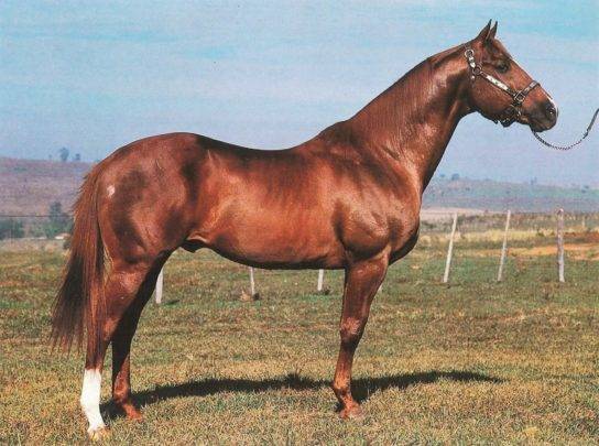 Failas Ambasador trouxe importante genética de Corrida