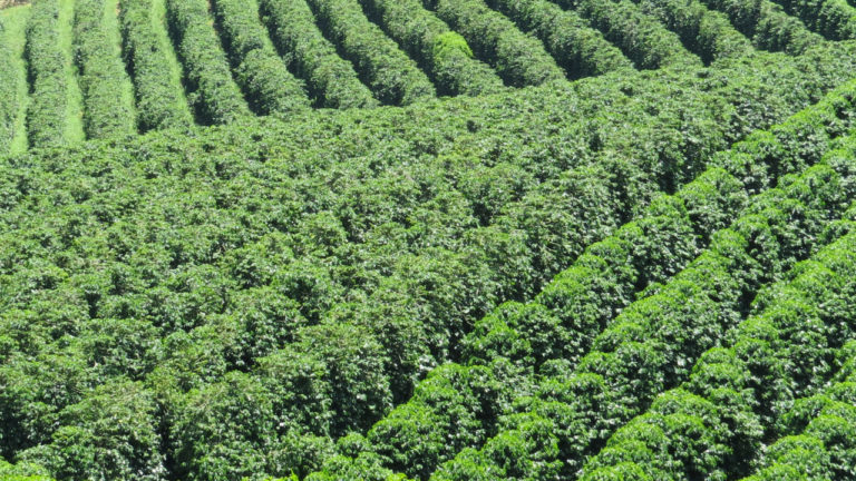 No Brasil, geadas registradas em áreas de cana-de-açúcar, café e milho