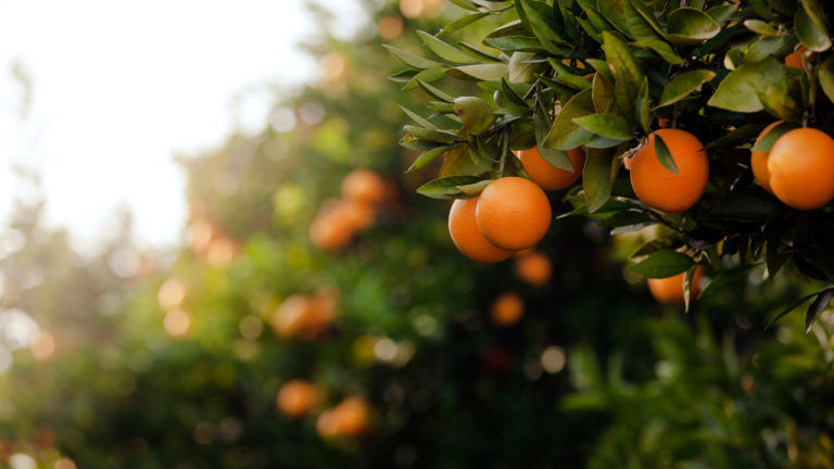 Preço da laranja pera deve seguir firme em julho