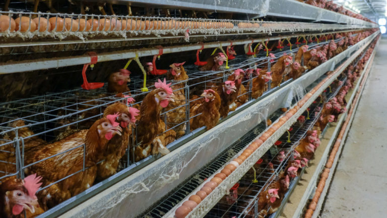 Tecnologia garante conforto térmico na produção animal