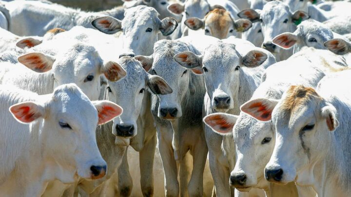 App Balizador GPB DATAGRO registra o dobro de negociações informadas no primeiro mês de uso