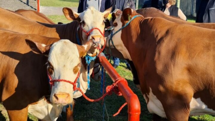 Primeiros animais chegam à Expointer 2021