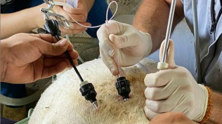 biotecnologias de reprodução ovina