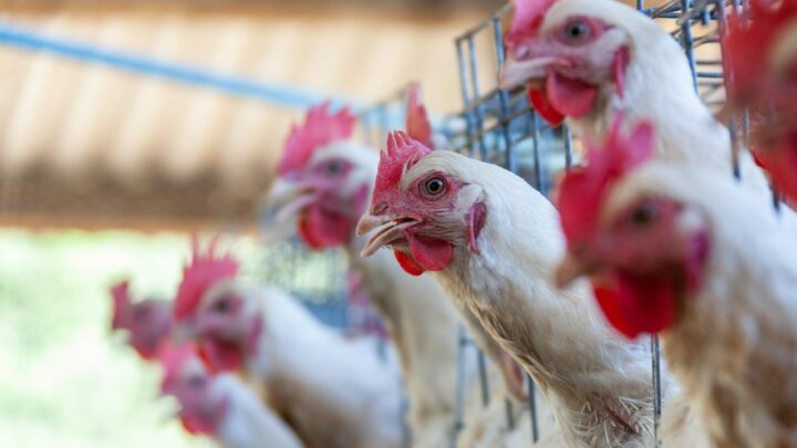 Crescem as exportações de carne de frango