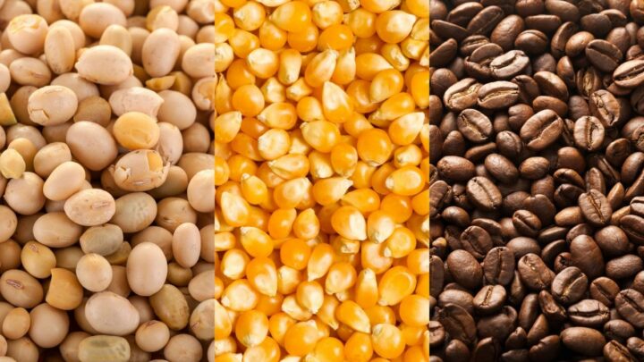 Expectativas geram baixas nas cotações de soja, milho e café