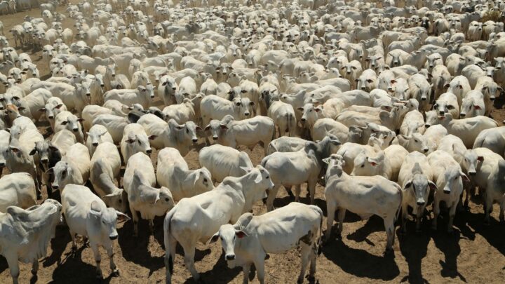 Fazenda impressiona com a oferta de 1021 touros