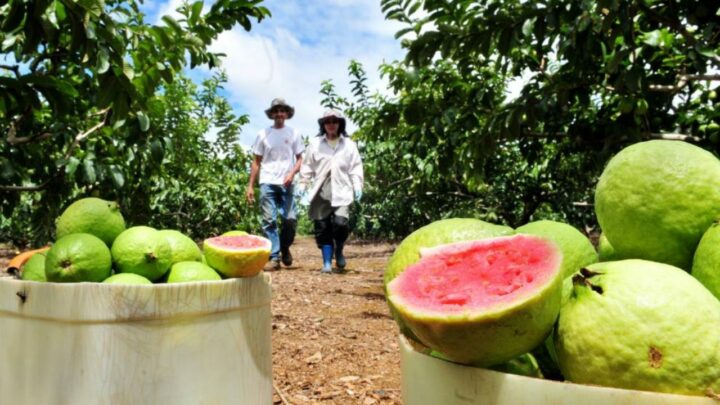 Frutas em alta no mercado