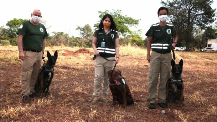 Cães farejadores na vigilância agropecuária