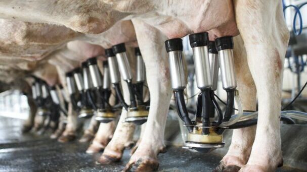 A nutrição representa até 70% dos custos da produção do leite
