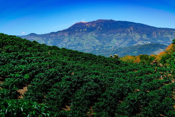 Cultivo de café em consórcio com pau-brasil na Bahia