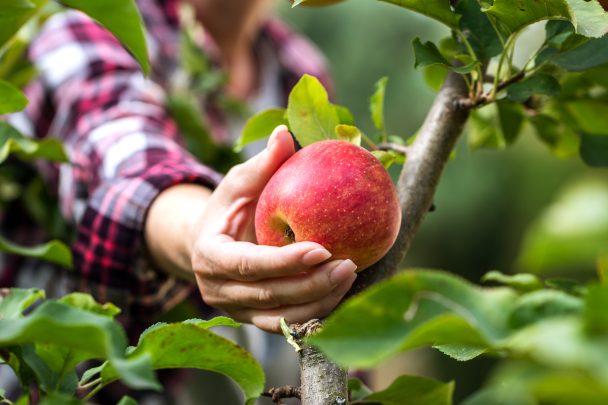 Estudo avalia macieiras em método “muro frutal”