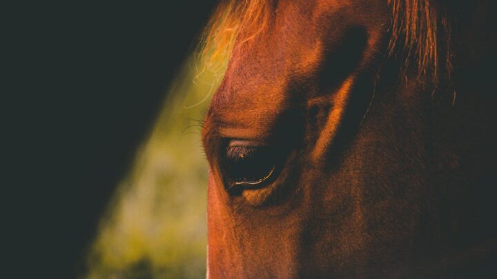 O que esperar para o futuro do mercado de cavalos