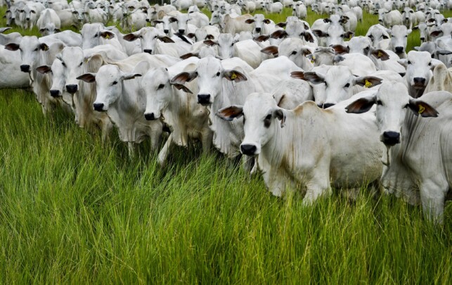 Brasil exporta 1 tonelada de carne para cada 5 t de milho
