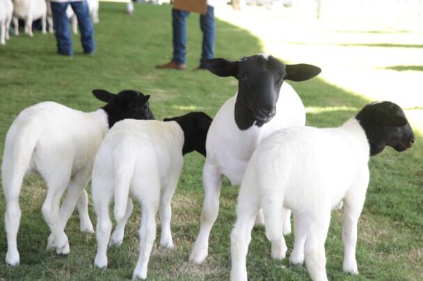 Fenovi movimenta R$ 2,5 milhões na ovinocultura
