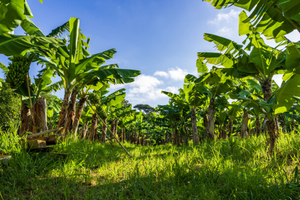 Cultivo da banana apoia a agricultura familiar
