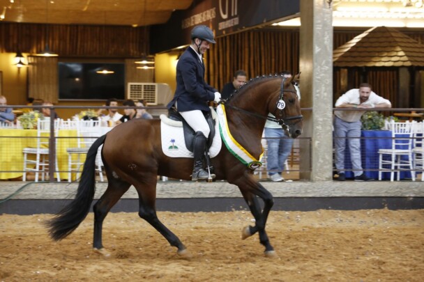 Puro Sangue Lusitano elege os Grandes Campeões de 2021 Puro Sangue Lusitano elege os Grandes Campeões de 2021