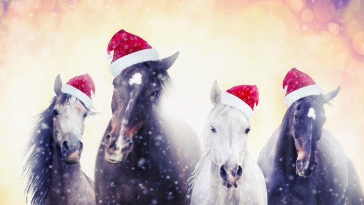 O que seu cavalo pediu na cartinha de Natal?