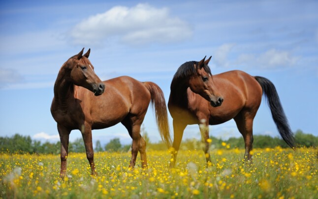 Vermifugação é peça-chave para saúde dos cavalos