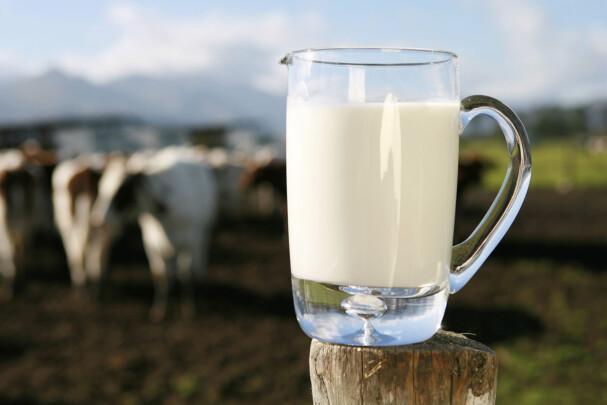 qualidade do leite