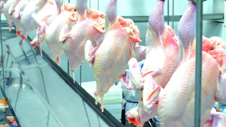 China barra importação de carne de frango