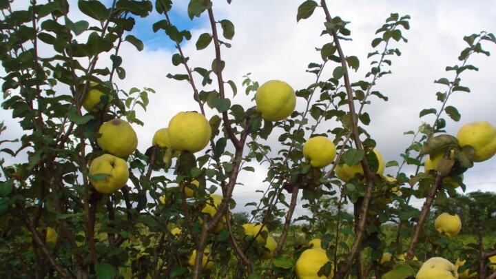 Minas Gerais quer retomar a produção de marmelo