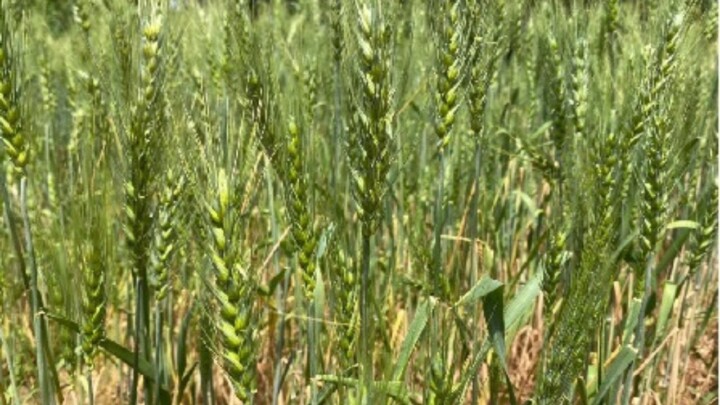 Roraima recebe testes do cultivo de trigo pela Embrapa