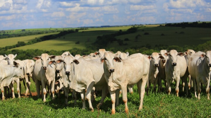 Sao nos meses de maior incidencia de chuva que as vacas encontram as melhores condicoes para reproducao.