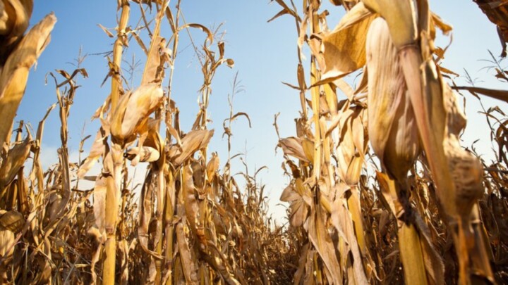 Seguro Rural e Proagro tem 81 mil acionamentos